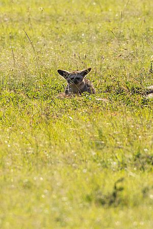 Bat Eared Fox Individual 