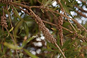 Bottlebrush seeds