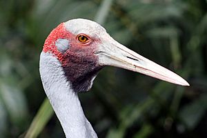 Brolga head