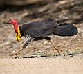 Bush turkey 5 (23407192891)