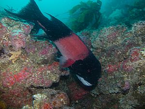 CA Sheephead, CINMS