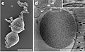 Candidatus Prometheoarchaeum syntrophicum SEM Cryo