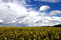 Canola in Alberta Canada