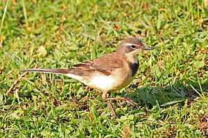 Cape wagtail (Motacilla capensis).jpg