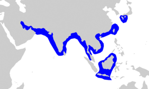 Carcharhinus dussumieri distmap.png