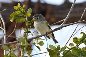 Cassin's Vireo (Vireo cassinii).jpg