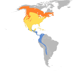 Catharus ustulatus map.svg