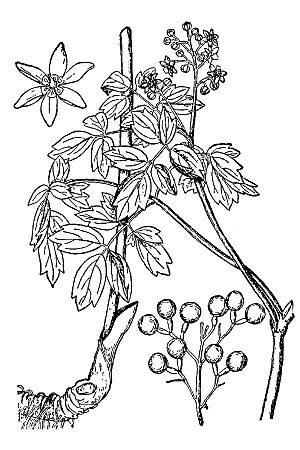 Caulophyllum thalictroides-BB.jpg