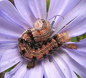 Chloridea virescens chickory