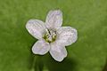 Claytonia perfoliata 2710f