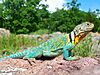 Common Collared Lizard.jpg