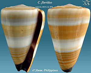 Conus flavidus 2