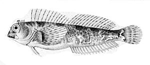 Coryphoblennius galerita1.jpg