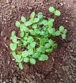 Cucumis anguria - Seedlings