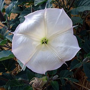 Datura wrightii flower2.jpg