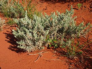 Dicrastylis lewellinii habit