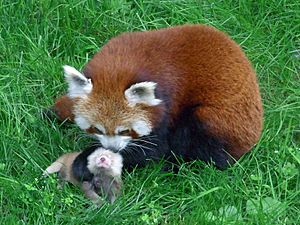 Dortmund-Zoo-Kleiner Panda151930