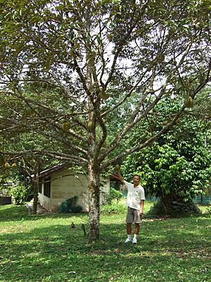 Durian tree in malaysia