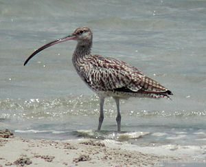 Eastern curlew inskip