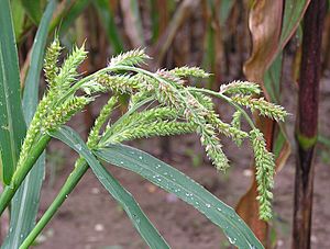 Echinochloa crus-galli 2006.08.27 15.00.29-p8270054