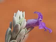 Eremophila hygrophana (leaves and flower)