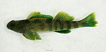 Etheostoma blennioides.jpg