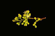 Eucalyptus cambageana buds