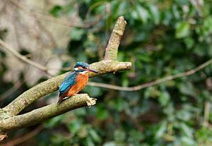 European Kingfisher