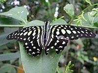 Graphium agamemnon 2007-09-01 436.jpg