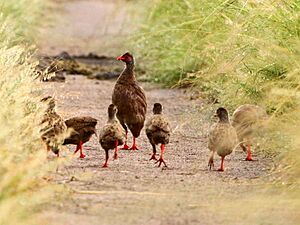 Handsome Francolin.JPG