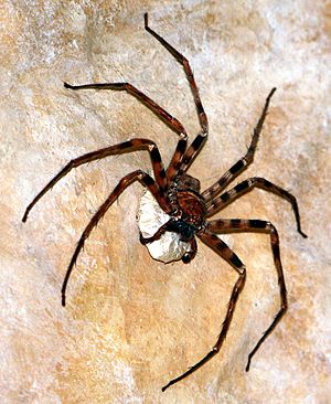 Heteropoda maxima 1.jpg