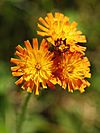 Hieracium aurantiacum LC0106.jpg