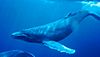 Humpback Whale underwater shot.jpg