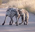 Hyena greeting ceremony