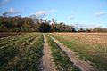 Icknield Way, near Euston - geograph.org.uk - 1599671