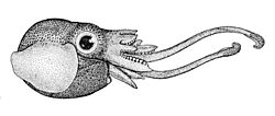 Iridoteuthis iris