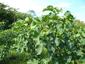 Jatropha curcas