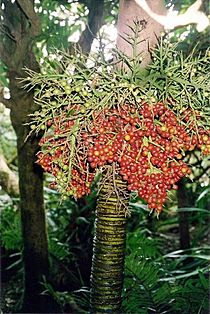 Lepidorrhachis mooreana LHI fruiting