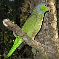 Lilac-crowned Amazon