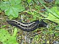 Limax cinereoniger