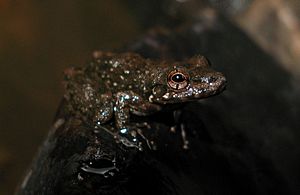 Litoria meiriana.jpg