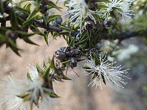 Melaleuca cliffortioides.jpg