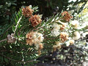 Melaleuca tortifolia (3).jpg