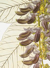 Mucuna pruriens RHS