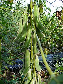 Mucuna pruriens fruits