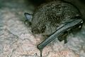 Myotis grisescens.jpg