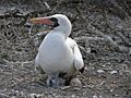 Nazca booby chick and egg