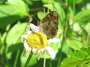 Northern Crescent, ventral