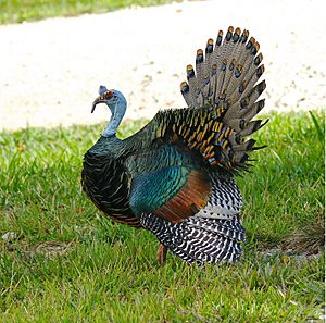 Ocellated Turkey