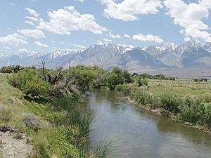 Owens Valley Sh-p6250166.jpg